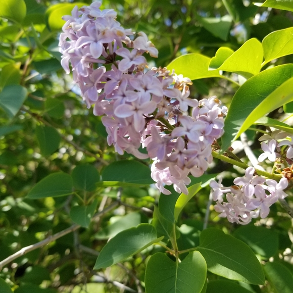 Meet your Posher, Amelia - Picture 3 of 4